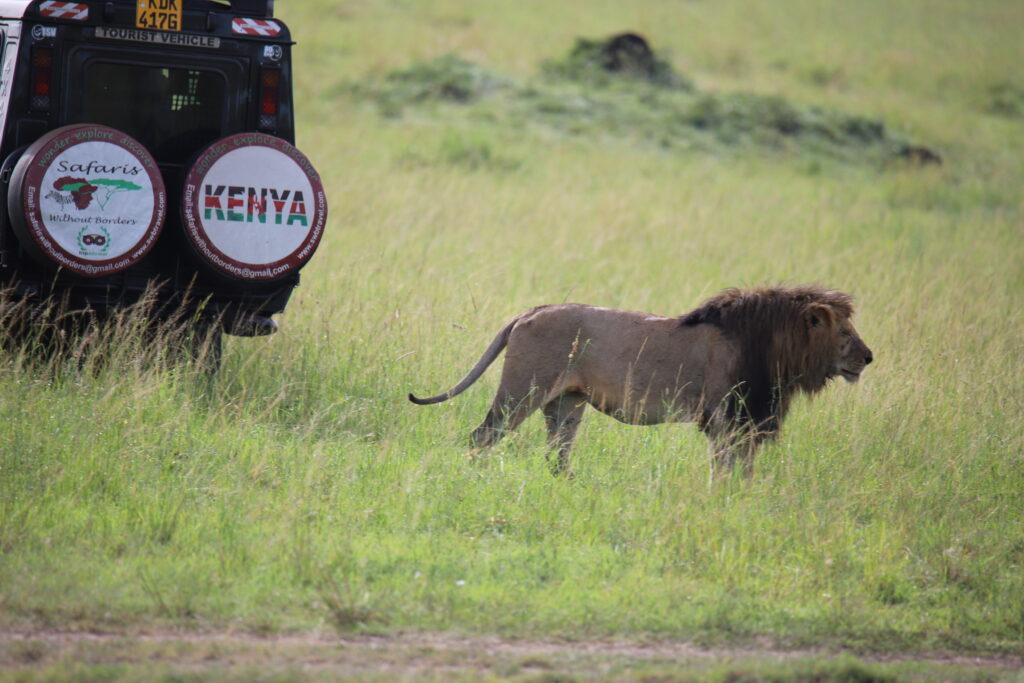 Spotting lion on a Kenya Safari Tour