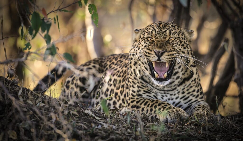Spot iconic wildlife with our 3-day Masai Mara safari