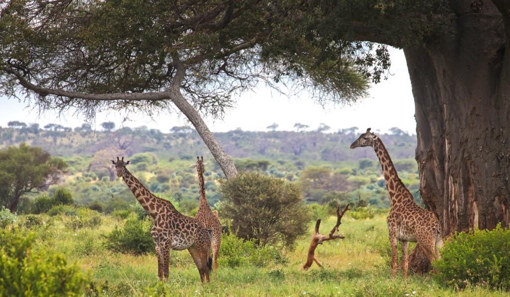Explore Africa iconic wildlife on this northern Tanzania safari