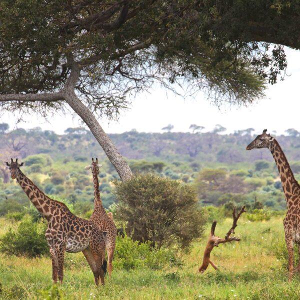 Explore Africa iconic wildlife on this northern Tanzania safari