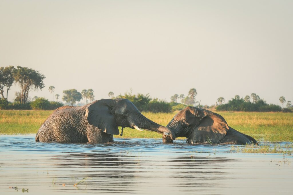 Spot elephants playing in a pool of water on our Africa Wildlife Safaris
