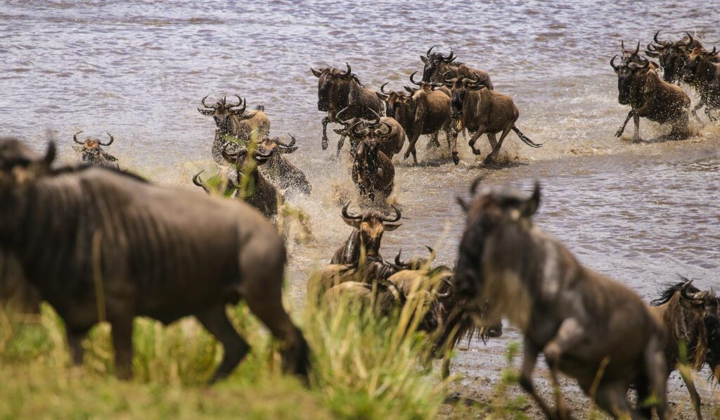 Wildebeest great migration river crossing