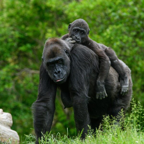 Spot the mountaing gorillas and silverbacks on a gorilla trekking safari in Rwanda