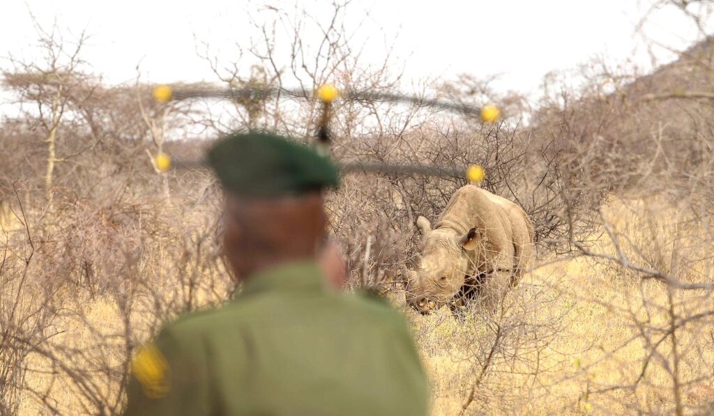 Tracking rhinos at Saruni Rhino in Samburu