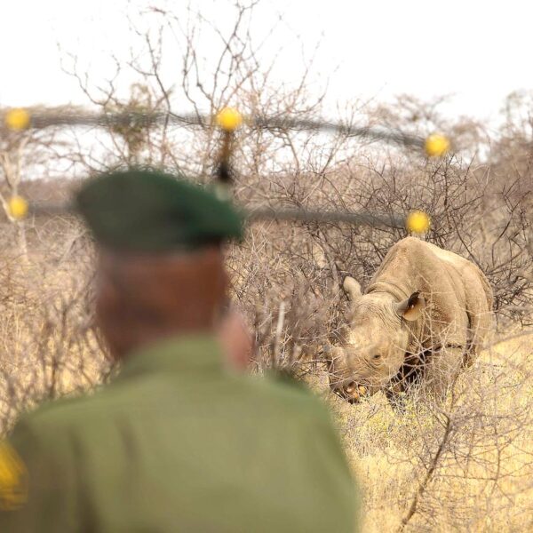 Tracking rhinos at Saruni Rhino in Samburu