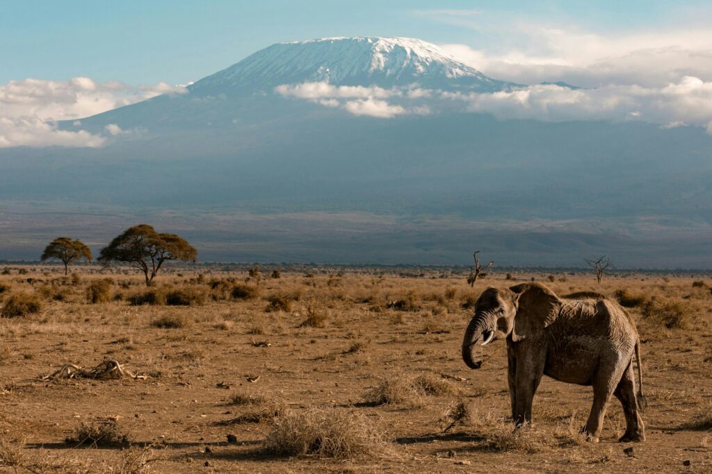 Elephant strolling in Amboseli against the backdrop of Mount Kilimanjaro