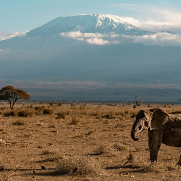 Elephant strolling in Amboseli against the backdrop of Mount Kilimanjaro