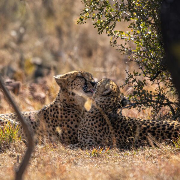 Spot iconic wildlife in Africa on a slow safari