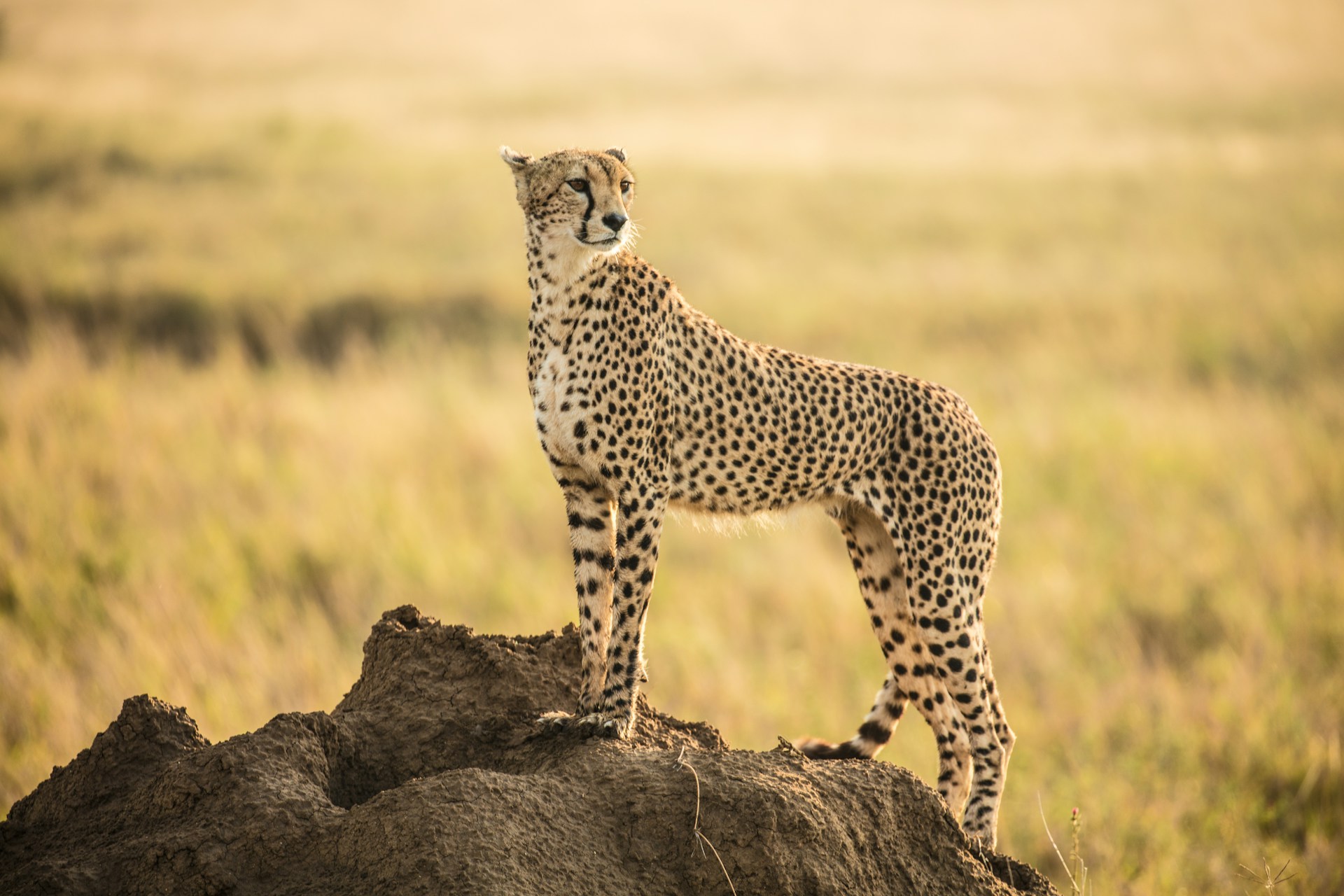 Tanzania