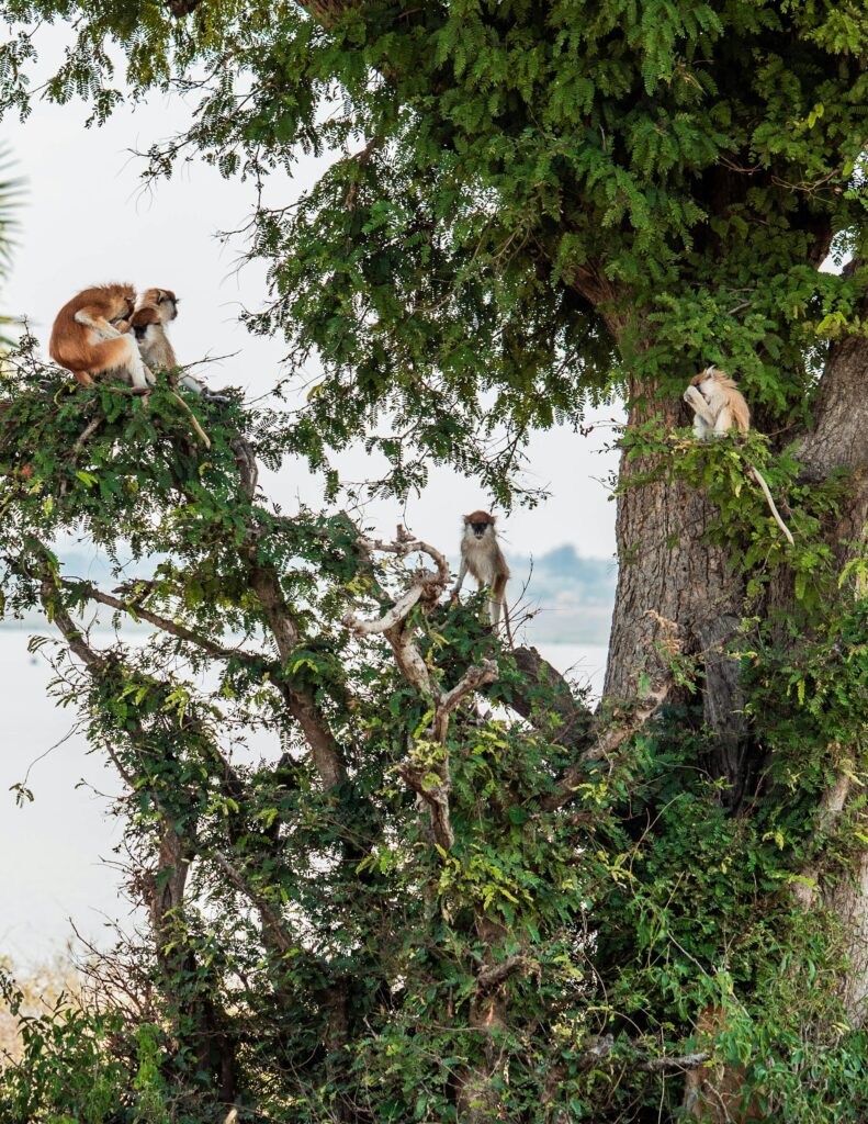 Queen Elizabeth National Park & Chimp Trekking Safari