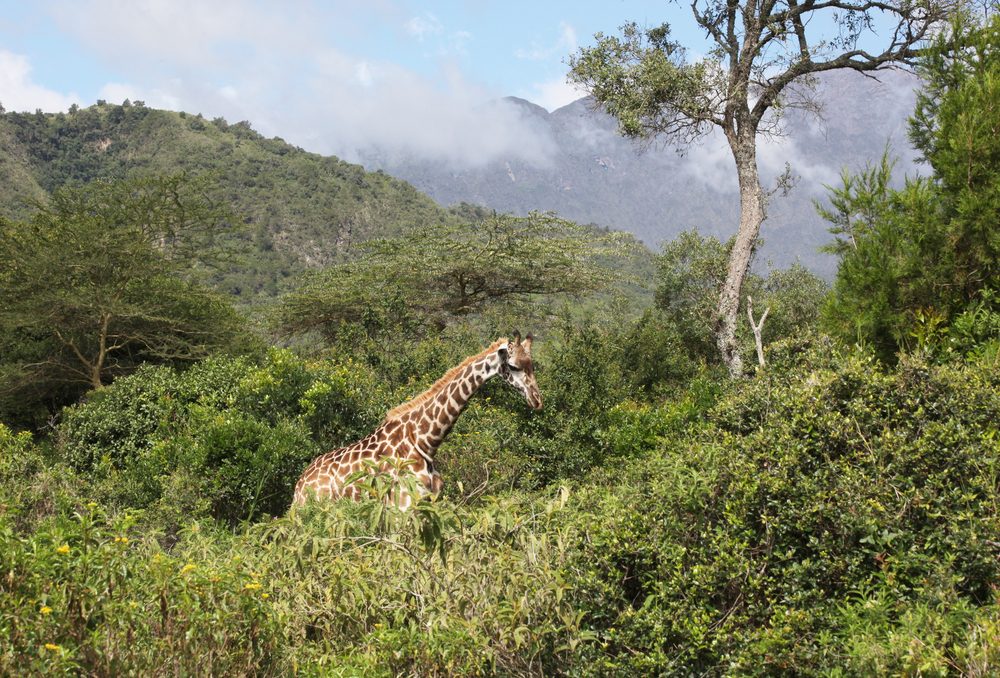 Arusha National Park & Mkomazi Rhino Sanctuary Safari