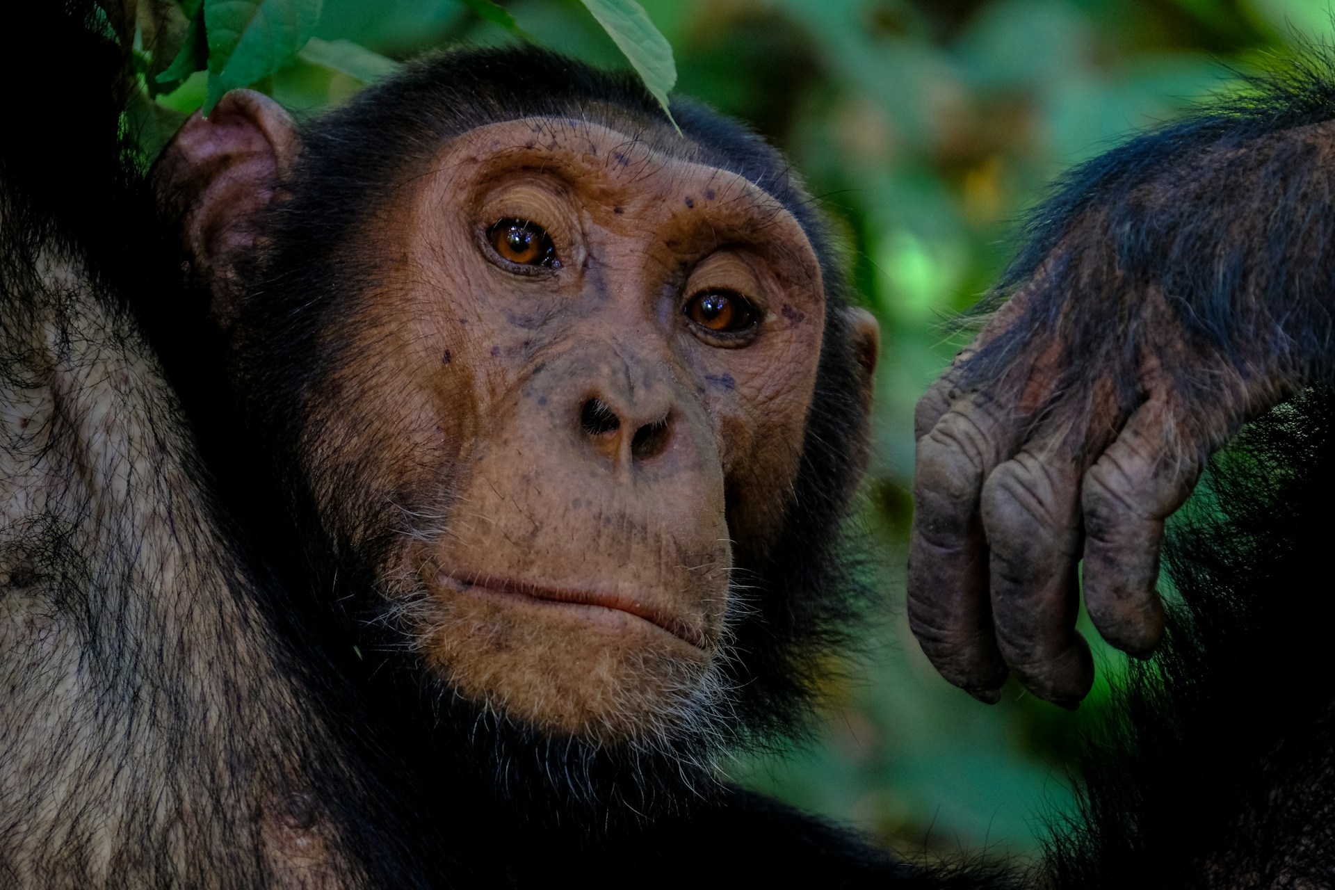 Bwindi Gorilla Trekking & Lake Bunyonyi Canoe Safari (3 Days)