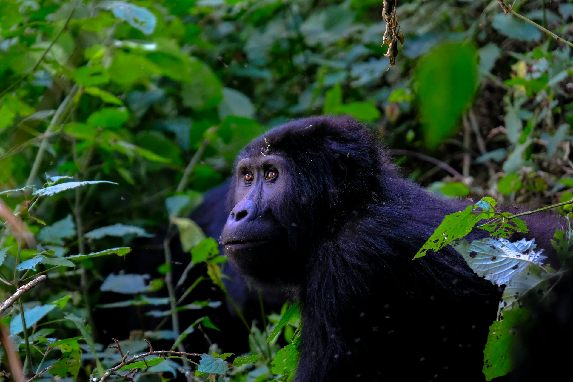 Queen Elizabeth National Park & Chimp Trekking Safari