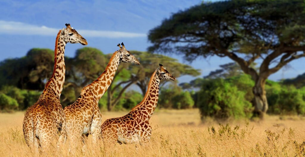 8-Day Mobile Camping Safari: Manyara, Serengeti, Ngorongoro & Tarangire