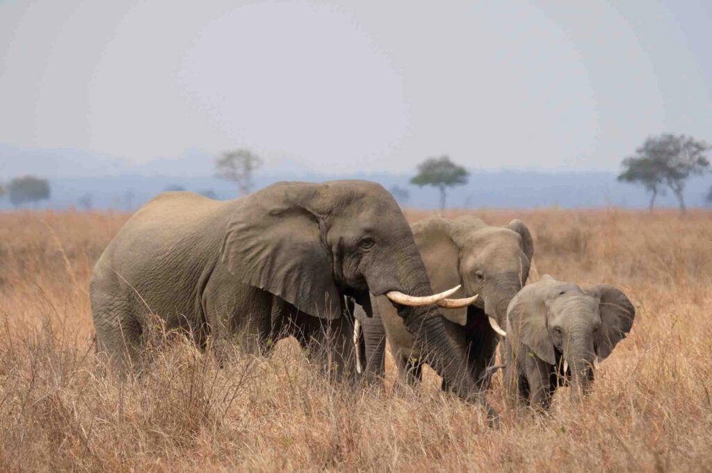 Mikumi, Masai Boma & Uluguru Mountains Safari