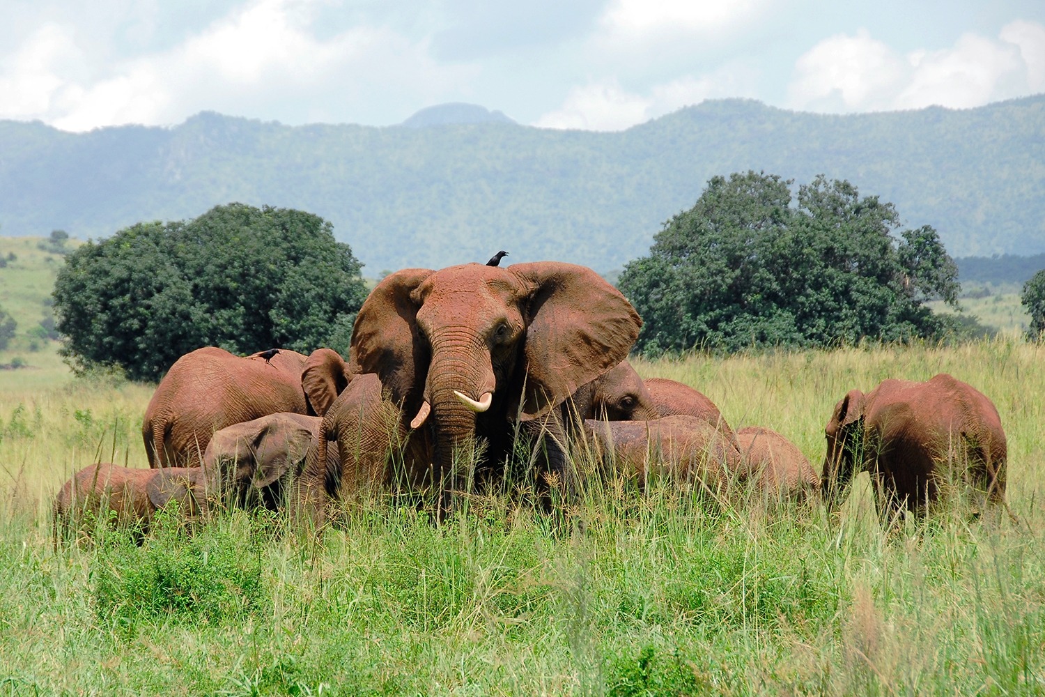 Kidepo Valley National Park & Karamojong Cultural Safari