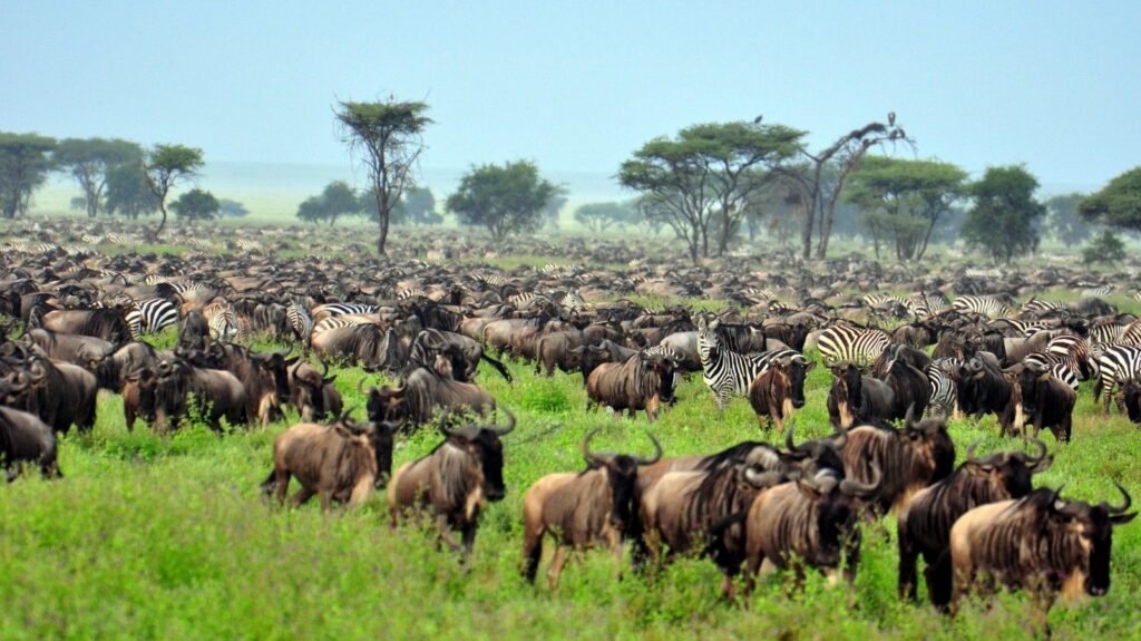 Tarangire, Lake Manyara, Serengeti & Ngorongoro Crater Safari