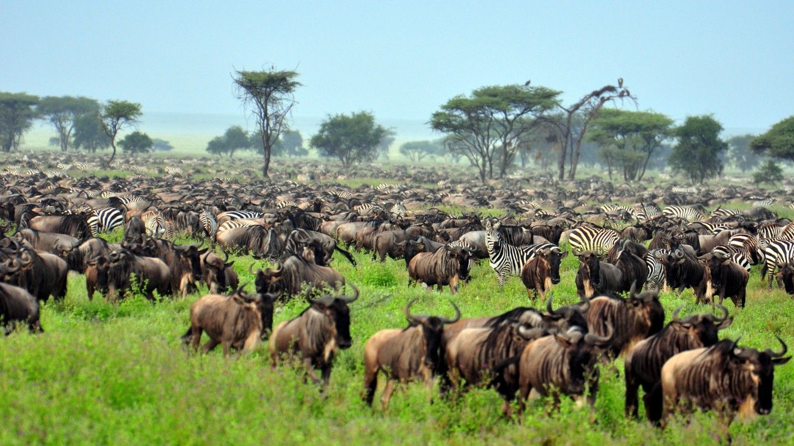 Tarangire, Lake Manyara, Serengeti & Ngorongoro Crater Safari