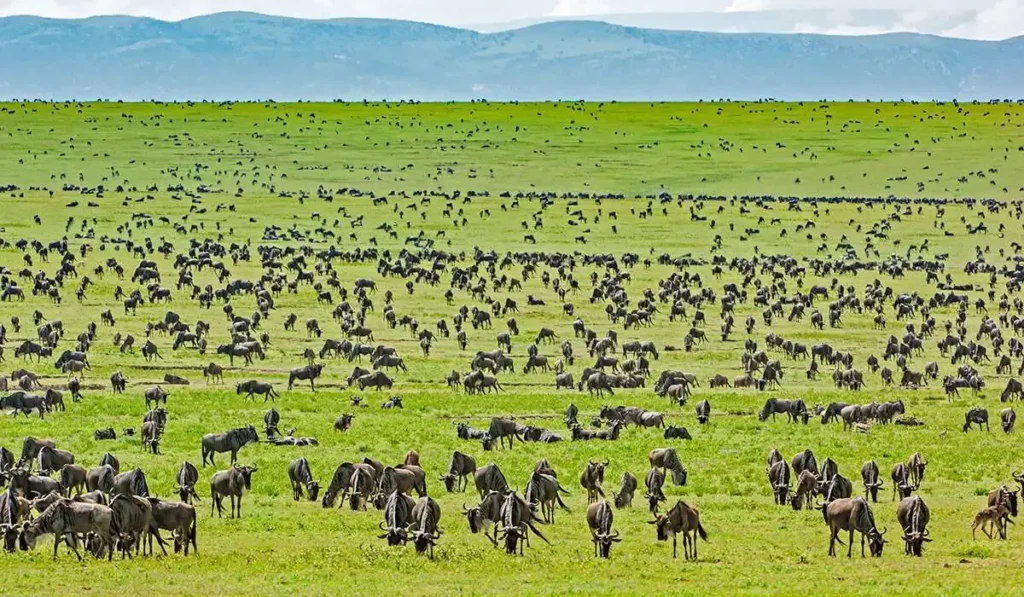 Tarangire, Lake Manyara, Serengeti & Ngorongoro Crater Safari