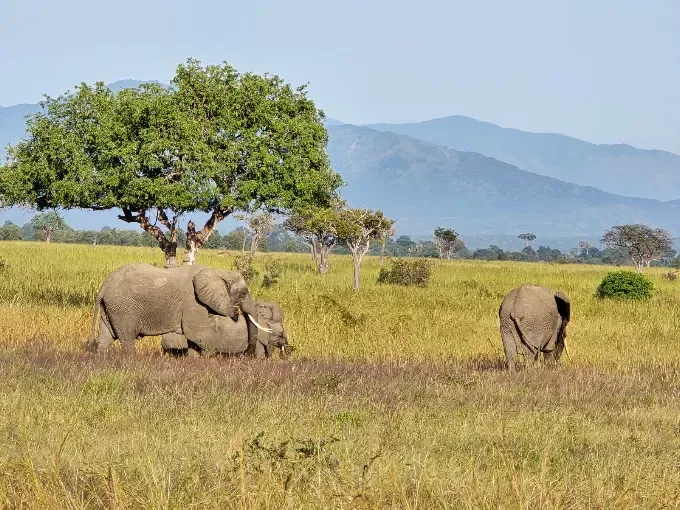 Mikumi, Masai Boma & Uluguru Mountains Safari