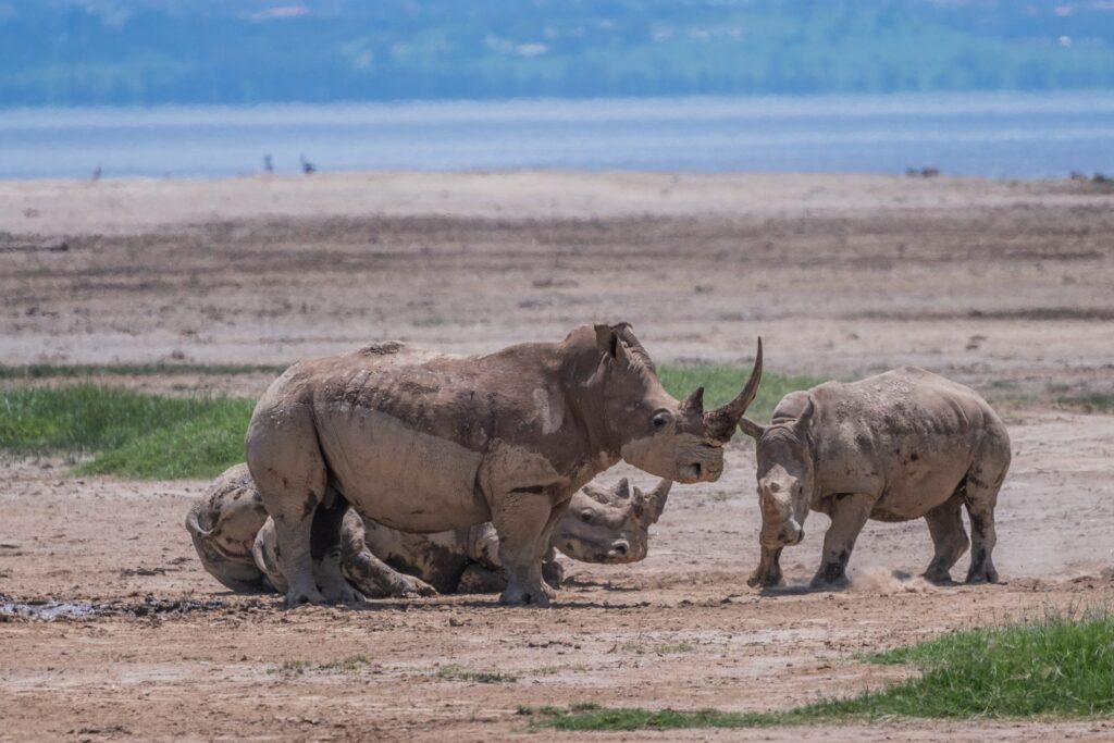 Lake Nakuru & Masai Mara Safari