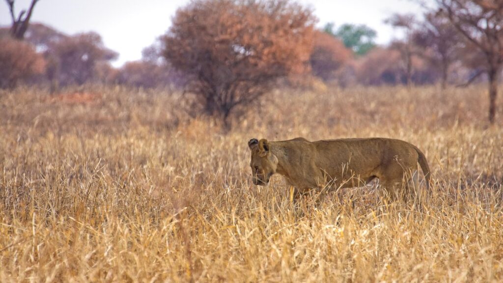 Beach Holiday and Safari in Tanzania