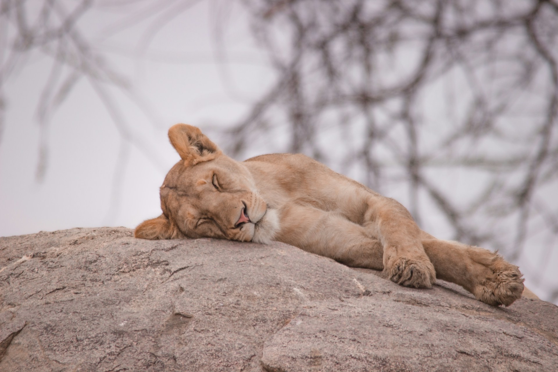 8 Days Signature Kenya Tanzania Safari