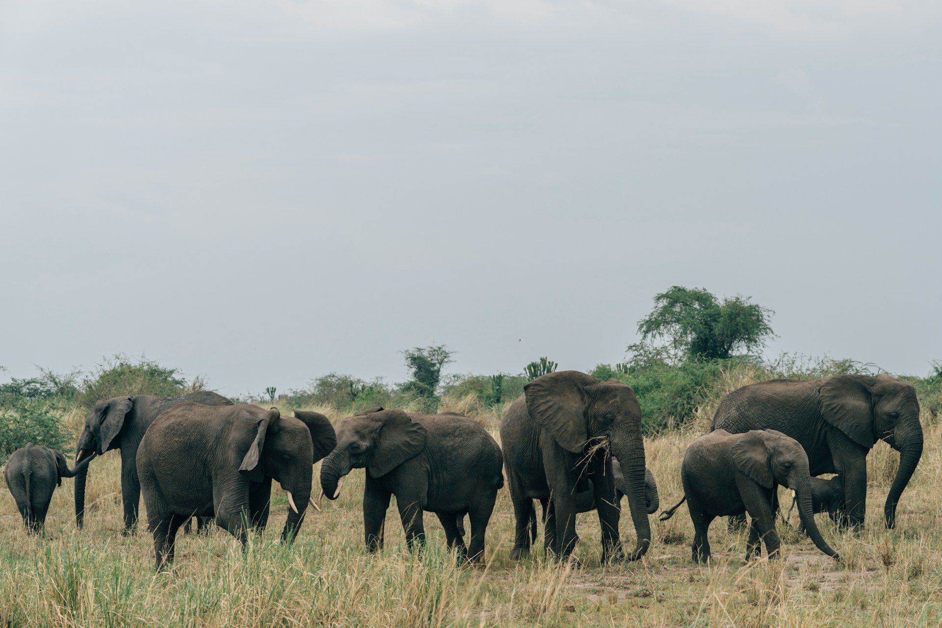 Entebbe & Bwindi Gorilla Trekking Safari at Buhoma Lodge