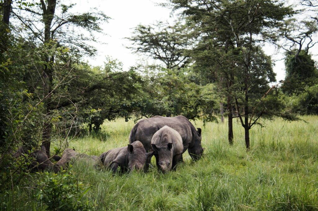 Uganda Primates & Wildlife Safari